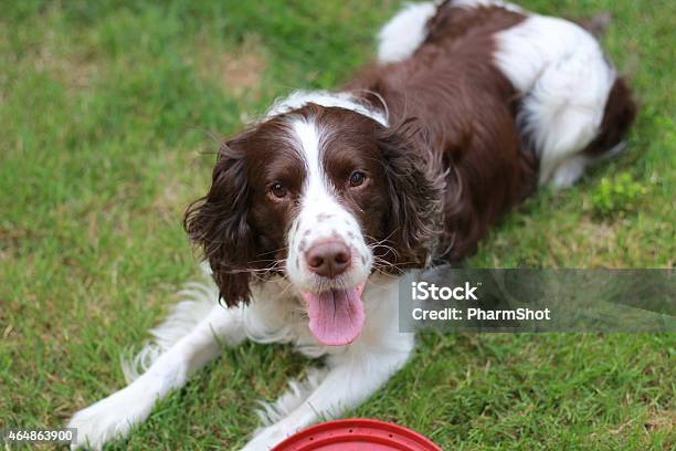 Springer And Frisbee Stock Photo - Download Image Now English Springer Spaniel, 2015, Canine - Animal -