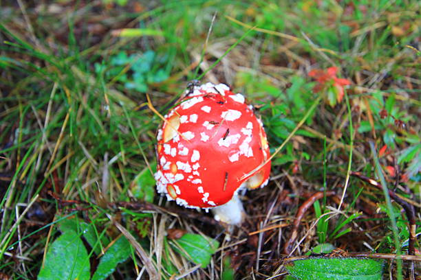 red & white mushroom red and white mushroom in Switzerland marasmius siccus stock pictures, royalty-free photos & images