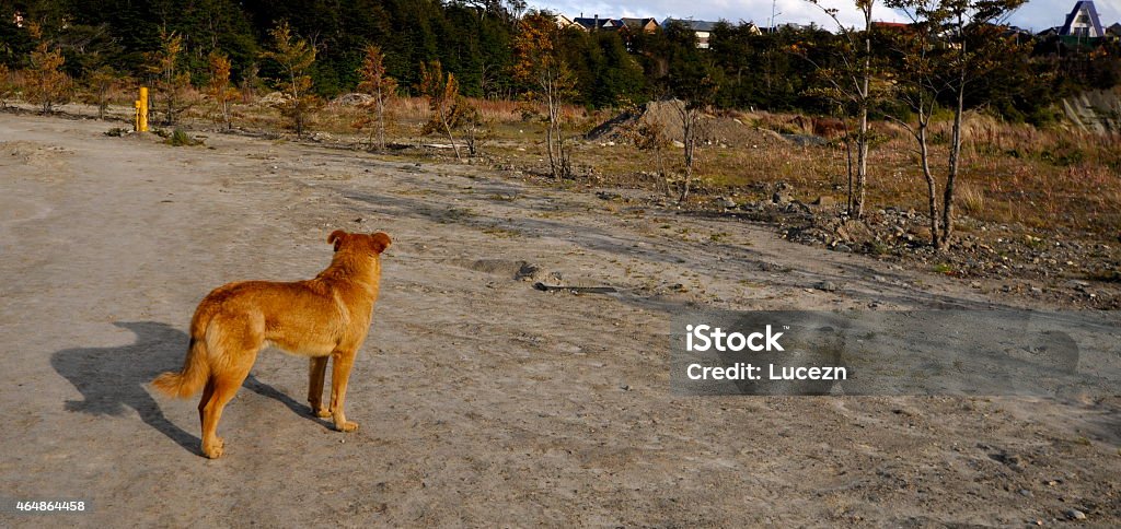 The lost puppy 2015 Stock Photo