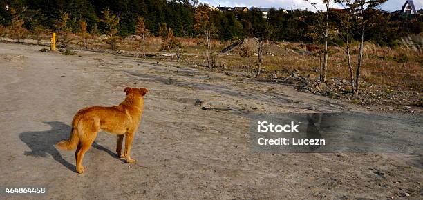 The Lost Puppy Stock Photo - Download Image Now - 2015, Animal, Dog