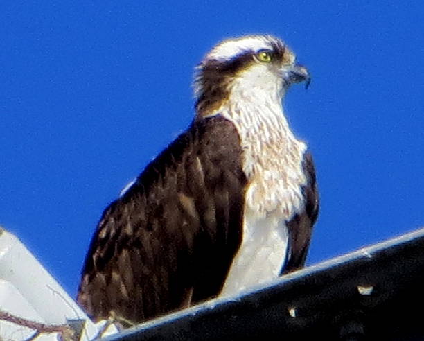 Osprey in Winter Feb 20 2015 stock photo