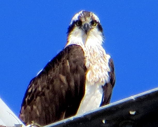 Osprey Checking You Out Feb 20 2015 stock photo