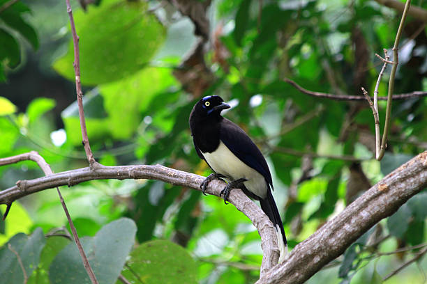 istock Black and white bird over branch 464865052