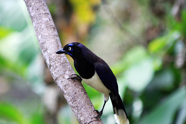 istock Black and white bird resting in wooden branch 464869024