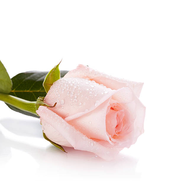 istock Beautiful pink rose. 464869118