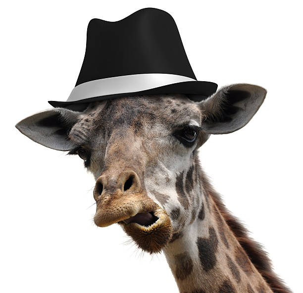 istock Silly giraffe wearing a fedora and making an unusual face 464869632