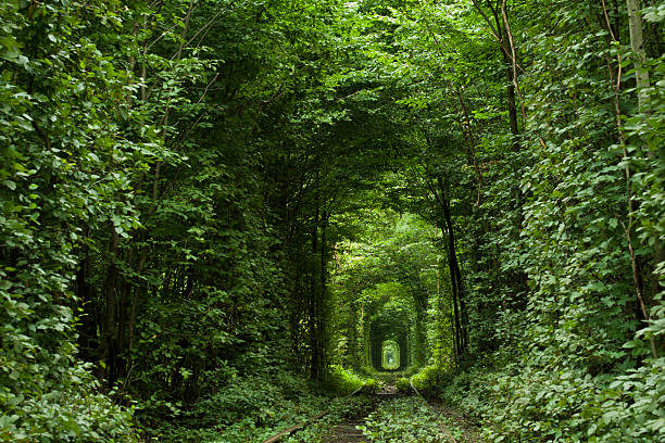 istock Country road at summer. Green tunnel 464869937