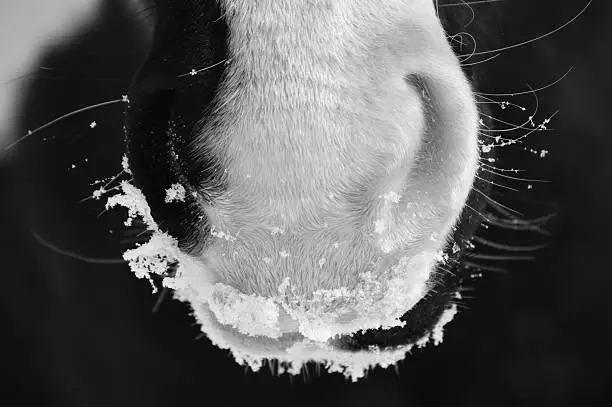 Black and white image of a horses nose with snow