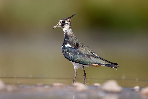 istock Northern lapwing, Vanellus vanelluss 464870271