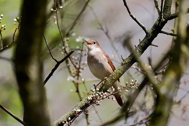 Nightingale, Luscinia megarhynchos, single bird singing in tree, Lincolnshire, April 2013