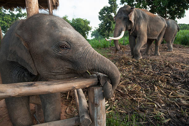 istock Thai Baby Elephant at Surin, Thailand 464870608