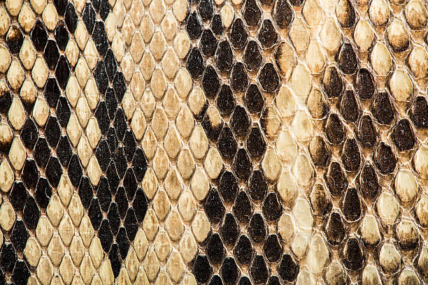 istock Texture of genuine snakeskin 464871327