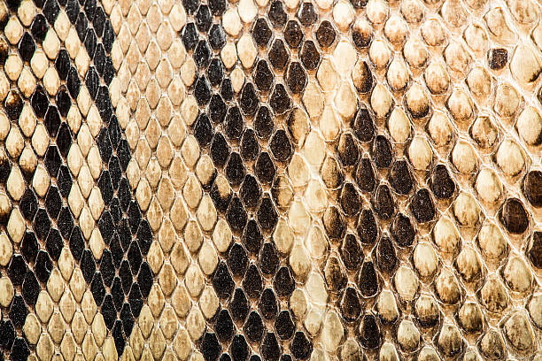 istock Texture of genuine snakeskin 464871335