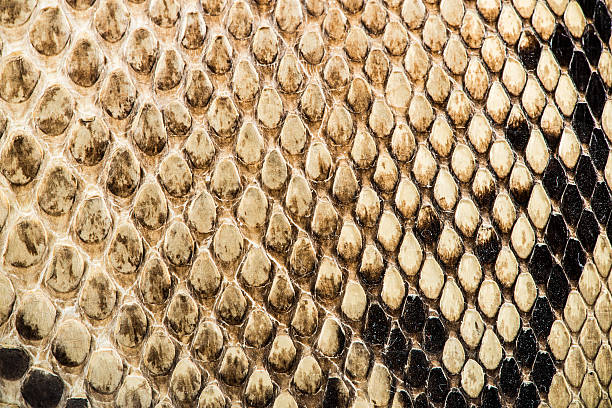 istock Texture of genuine snakeskin 464871381