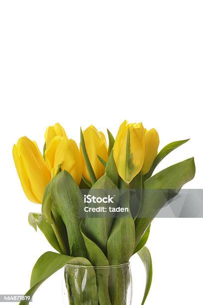 Tulipani Gialli - Fotografie stock e altre immagini di Bouquet - Bouquet, Capolino, Composizione verticale