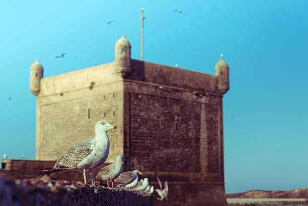 istock The seagull on the wall at Skala du Port 464873660