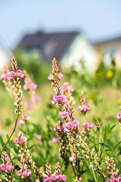 istock Residential Homes with garden 464874382