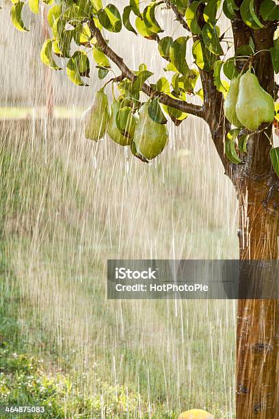 Foto de Peras Em Um Galho De Árvore Detalhe Em Orchard Chuva De Verão e mais fotos de stock de Agricultura