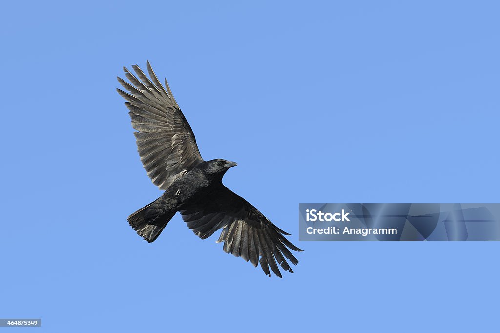 Carrian crow in flight Carrian crow flying with wide-spread wings against blue sky. Flying Stock Photo