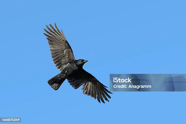Carrian Crow In Flight Stock Photo - Download Image Now - Flying, Raven - Bird, Animal