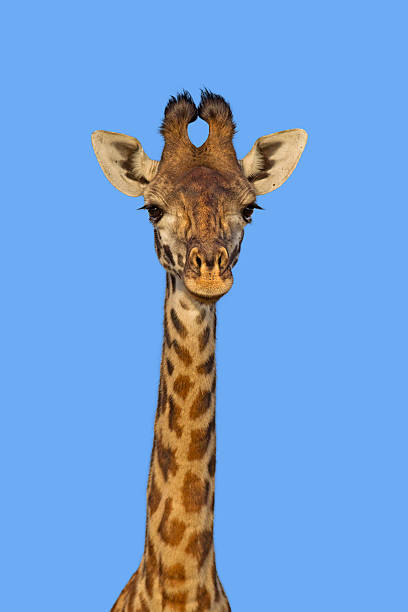 porträt eines masai giraffe - animal animal neck cute safari animals stock-fotos und bilder