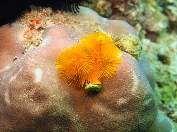 istock Gills of sea worm 464875731