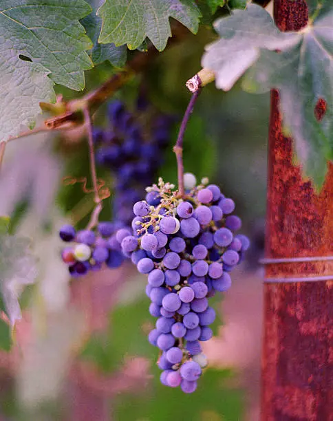 A cluster of Grapes on the vine