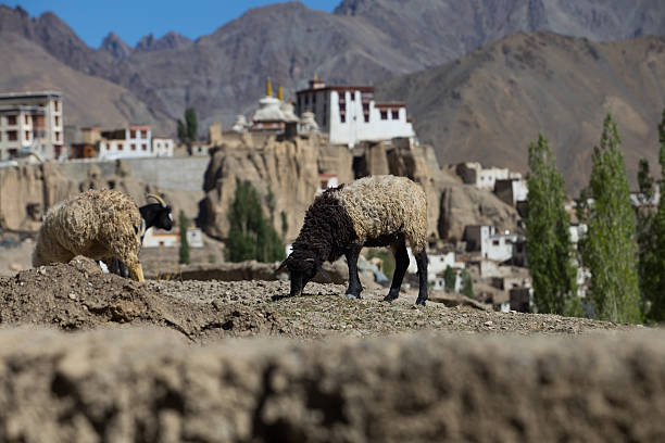 goat and Lamayuru monastery in Ladakh