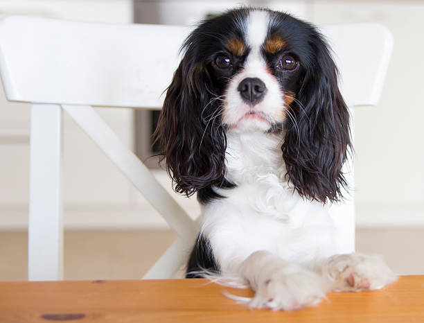 istock dog begging for food 464883233