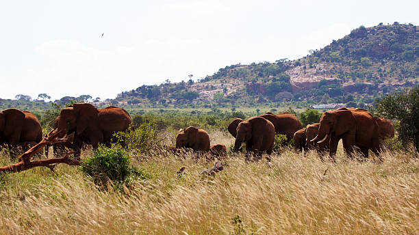 istock Family of elephants 464884051