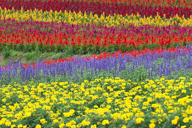 Field of flowers in rural landscape. 