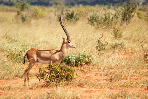 Grant Gazelle. Tsavo East National Park, Kenya.