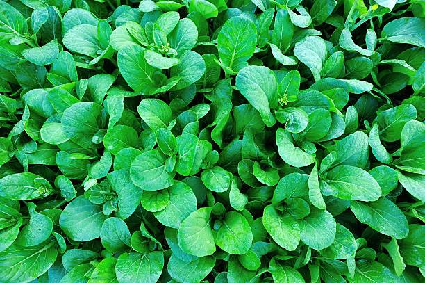 istock choysum in growth at garden 464886430