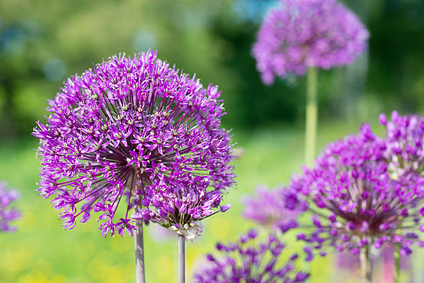 istock Ornamental onion flowers 464886666