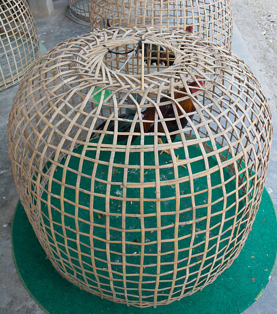 istock Thai style chicken coop on ground 464886916