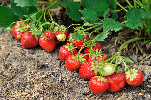 istock Strawberries in the garden 464889334