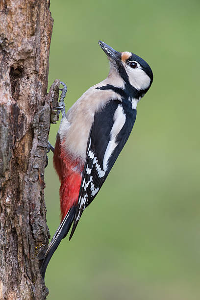 istock grreat spotted woodpecker 464889901