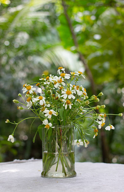 istock Daisies on table in the garden. 464890669