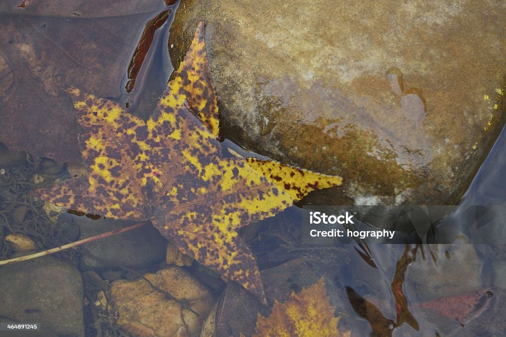 Battered Leaf A shot of a yellow leaf under the water by a rock. 2000-2009 Stock Photo