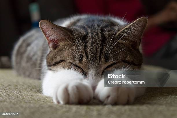 Sleeping Cat Stock Photo - Download Image Now - Animal, Animal Body Part, Animal Hair