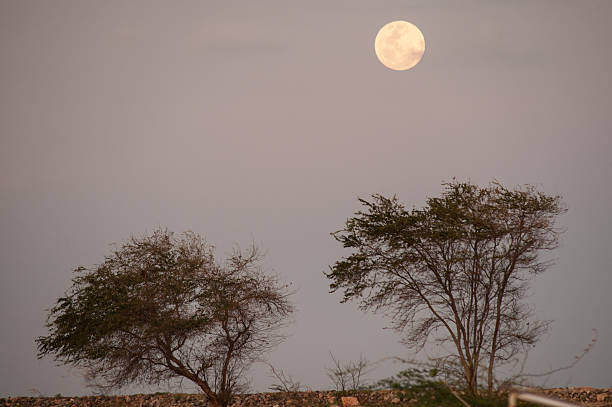 istock beautiful full moon rising over the tree 464895088