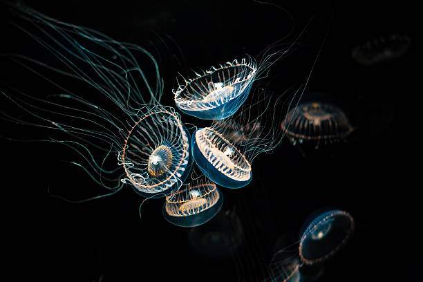 crystal jelly (aequorea victoria) - jellyfish translucent sea glowing stock-fotos und bilder