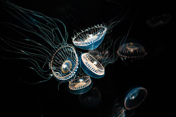 Crystal Jelly (Aequorea victoria) Crystal jellies Aequorea victoria, are a bioluminescent hydrozoan jellyfish, or hydromedusa, that is found off the west coast of North America. bioluminescence water stock pictures, royalty-free photos & images