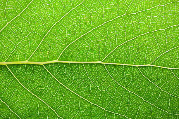 istock A close-up shot of a green leaf 464898329