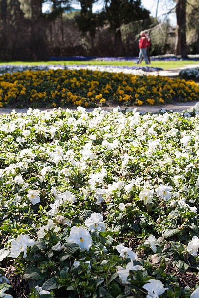 istock Garden with flowers 464898330