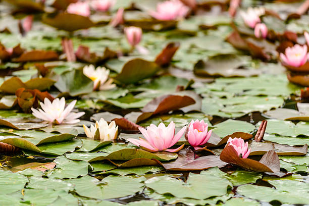 istock Pink Water Lily in water 464899560