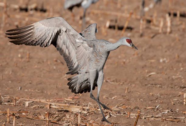 istock Sandhill Crane Landing 464899919