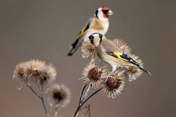 istock Goldfinch, Carduelis cardueliss 464900049