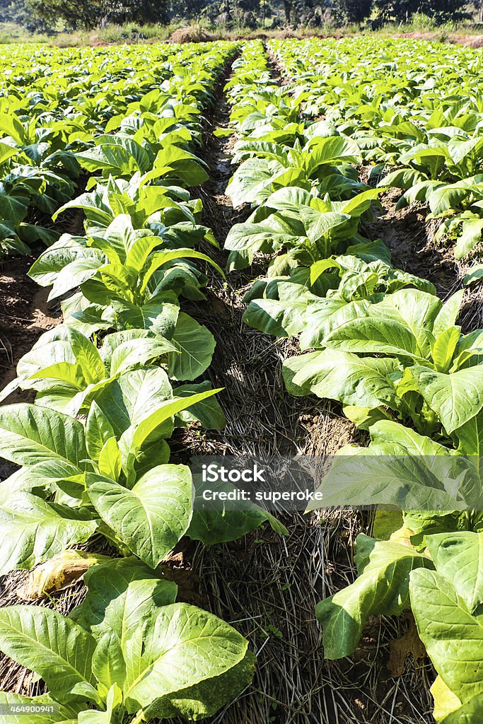 El tabaco Campo - Foto de stock de Agricultura libre de derechos