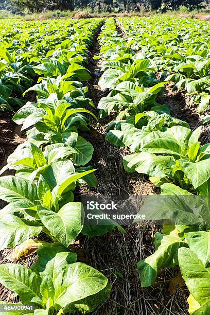 El Tabaco Campo Foto de stock y más banco de imágenes de Agricultura - Agricultura, Aire libre, Amarillo - Color